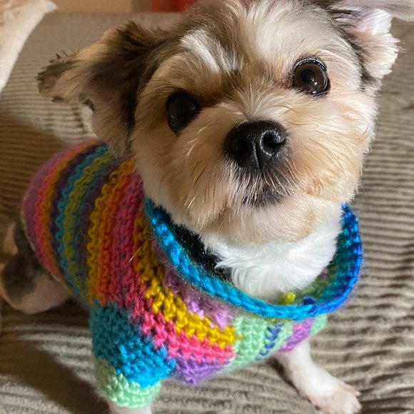 Small Dog Sweater, Toy Dog Clothes, Unique, Hand Knit One of a Kind, Colorful - Picture 2 of 16